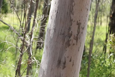 Angophora leiocarpa, photographed by Greg Tasney