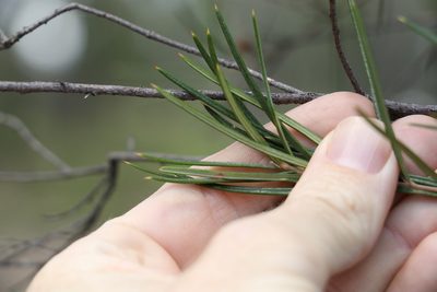 Lysicarpus angustifolius, photographed by Greg Tasney