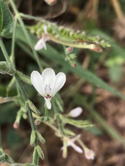 Rhinacanthus xerophilus, photographed by rosshawkins