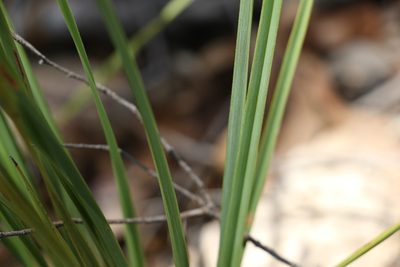 Dianella longifolia, photographed by Greg Tasney