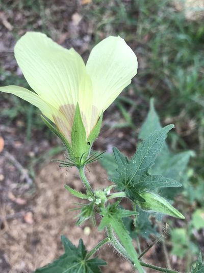 Hibiscus physaloides, photographed by rosshawkins
