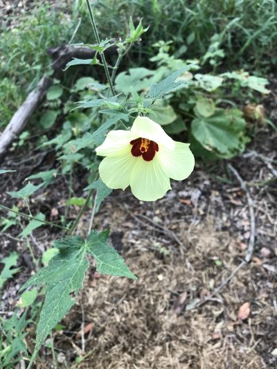 Hibiscus physaloides, photographed by rosshawkins