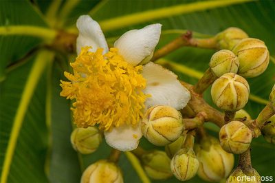 Kielmeyera coriacea, photographed by Morten Ross
