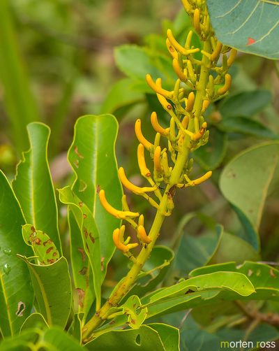 Vochysia rufa, photographed by Morten Ross