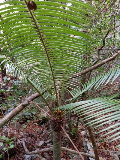 Microcycas calocoma, photographed by Dayron Breto