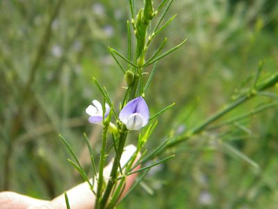 Psoralea filifolia, photographed by Tim Kirsten