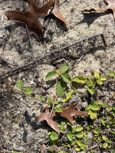 Waltheria bahamensis, photographed by Brandon Corder