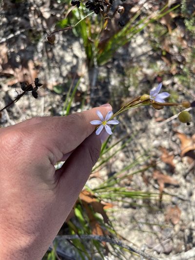 Sisyrinchium xerophyllum, photographed by Brandon Corder