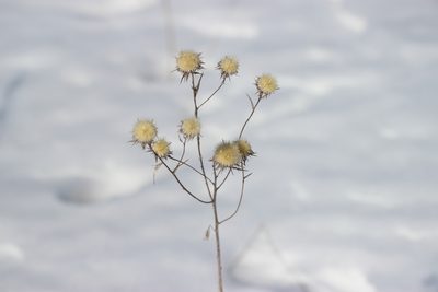 Carlina biebersteinii, photographed by Татьяна Максимова