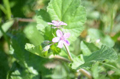 Erodium malacoides, photographed by Drew Sauve