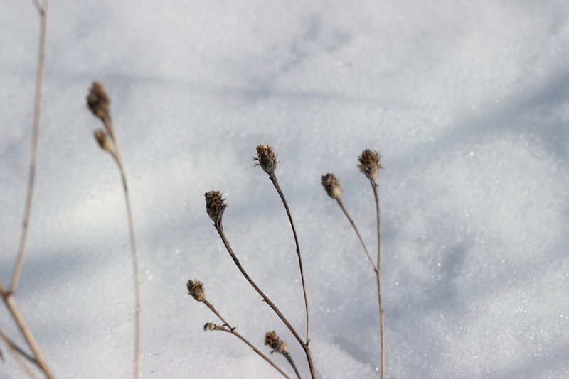 Centaurea phrygia, photographed by Татьяна Максимова