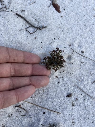 Paronychia chartacea, photographed by Brandon Corder