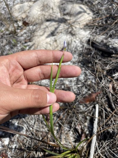 Sisyrinchium xerophyllum, photographed by Brandon Corder