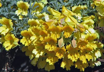 Tropaeolum polyphyllum, photographed by Hugo Hulsberg