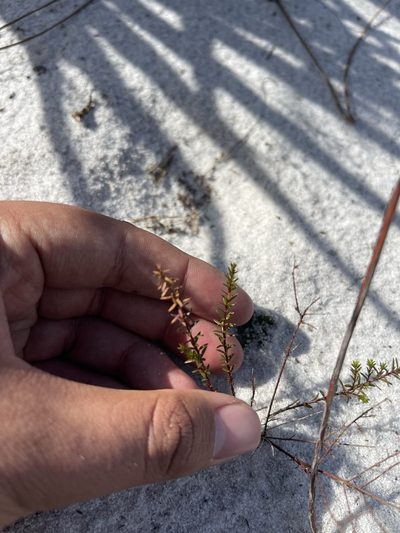 Lechea deckertii, photographed by Brandon Corder