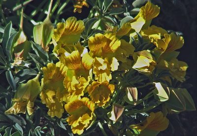 Tropaeolum polyphyllum, photographed by Hugo Hulsberg