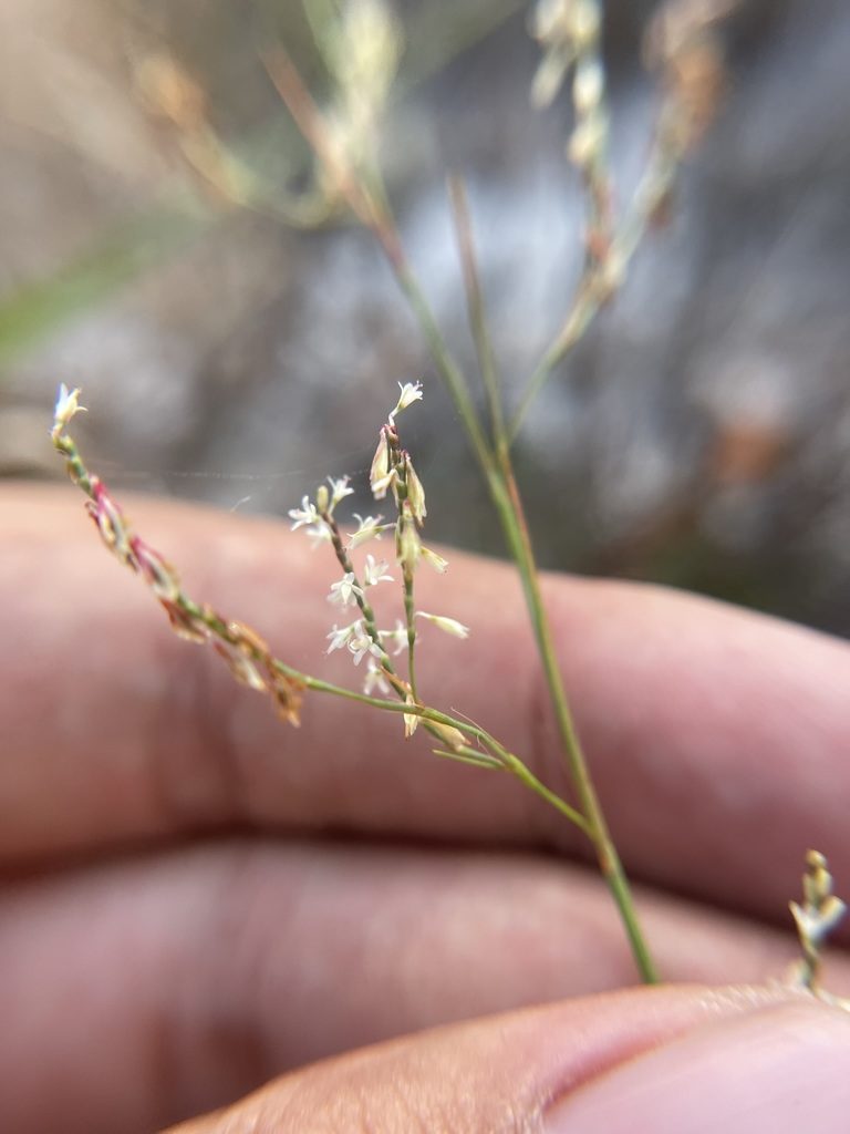 Polygonella basiramia, photographed by Brandon Corder