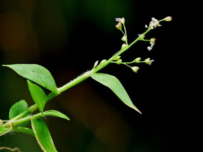 Isachne myosotis, photographed by Jacy Chen