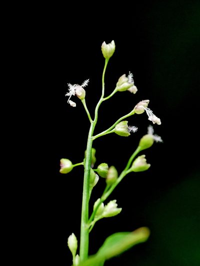 Isachne myosotis, photographed by Jacy Chen