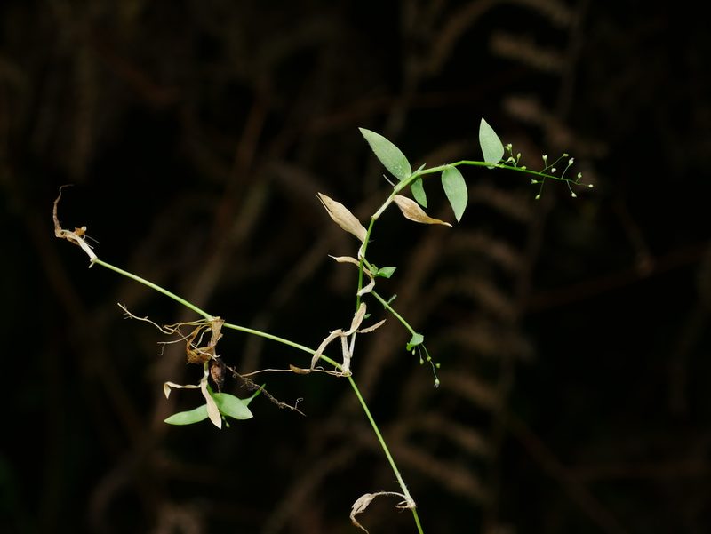 Isachne myosotis, photographed by Jacy Chen