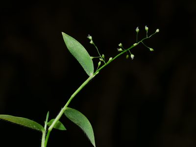 Isachne myosotis, photographed by Jacy Chen