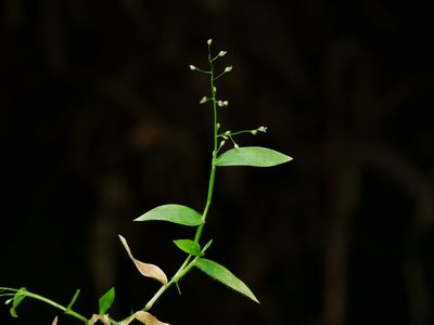 Isachne myosotis, photographed by Jacy Chen