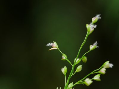 Isachne myosotis, photographed by Jacy Chen