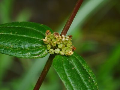 Gonostegia hirta, photographed by Jacy Chen