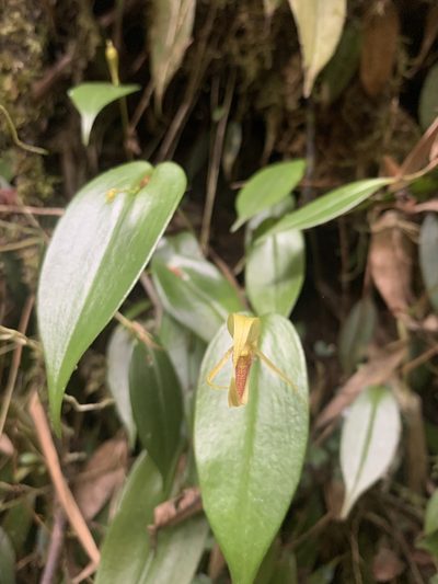 Pleurothallis killipii, photographed by Luis Enrique Calderón Franco