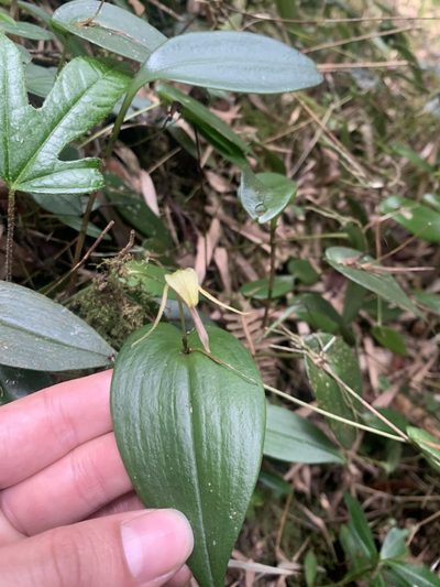 Pleurothallis killipii, photographed by Luis Enrique Calderón Franco