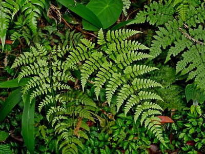 Dryopteris sparsa, photographed by Jacy Chen