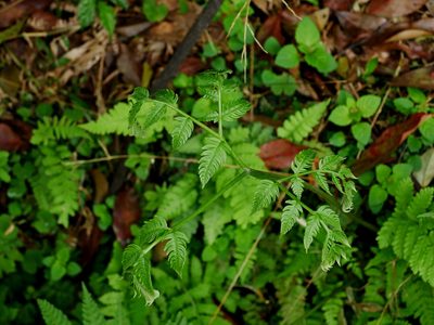 Pteris wallichiana, photographed by Jacy Chen