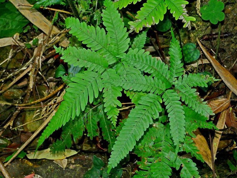 Pteris pseudowulaiensis, photographed by Jacy Chen