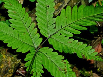 Pteris pseudowulaiensis, photographed by Jacy Chen