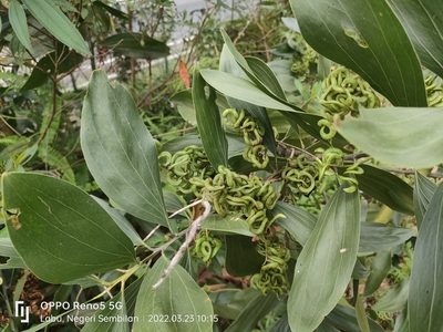 Acacia mangium