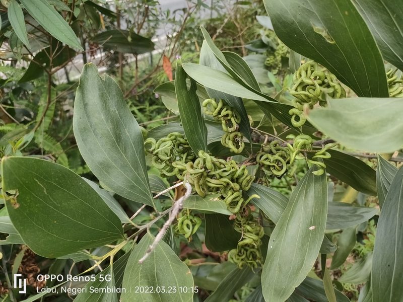 Acacia mangium, photographed by Ong Jyh Seng