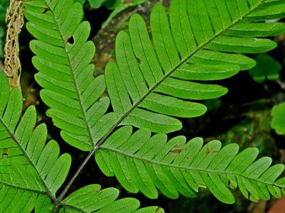 Pteris pseudowulaiensis, photographed by Jacy Chen