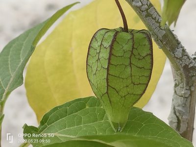 Physalis angulata, photographed by Ong Jyh Seng
