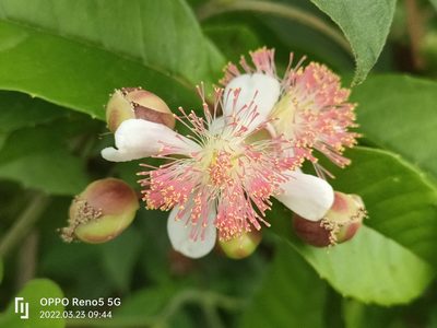 Tetracera indica, photographed by Ong Jyh Seng