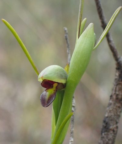 Orthoceras strictum, photographed by corunastylis