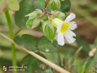 Oxalis barrelieri, photographed by Ong Jyh Seng