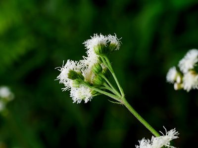 Ageratum conyzoides, photographed by Jacy Chen