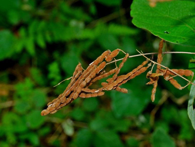 Puhuaea sequax, photographed by Jacy Chen