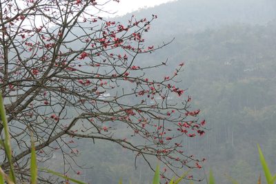 Bombax ceiba