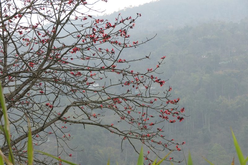 Bombax ceiba, photographed by Dinesh Valke