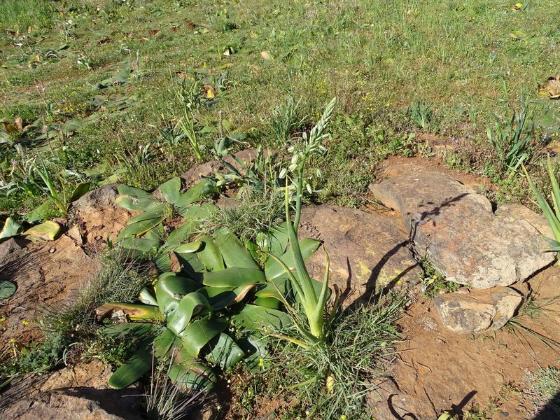 Albuca canadensis, photographed by Peter Warren