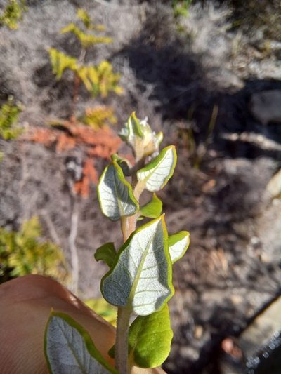 Phylica nervosa, photographed by Danie Palm
