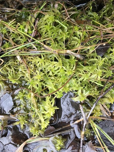 Sphagnum riparium, photographed by Jessica