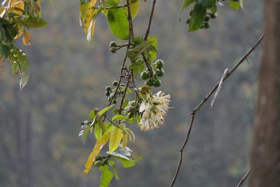 Duabanga grandiflora, photographed by Dinesh Valke