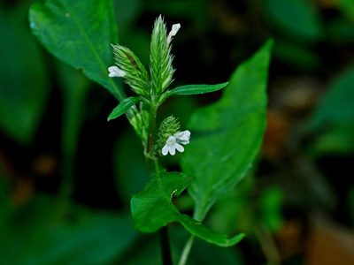 Lepidagathis formosensis, photographed by Jacy Chen